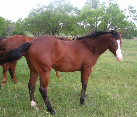 L.A. Waters Quarter Horses