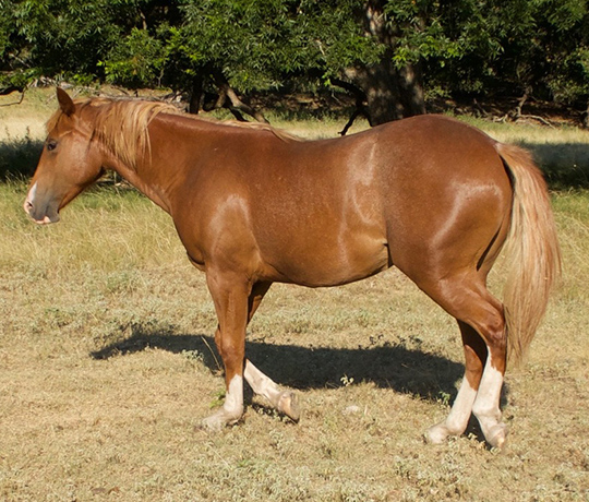 L.A. Waters Quarter Horses