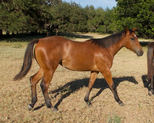 L.A. Waters Quarter Horses