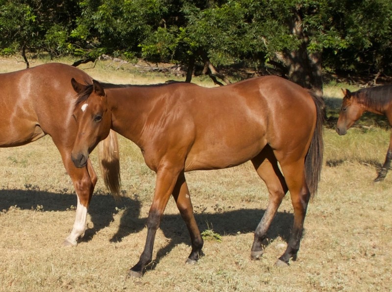 L.A. Waters Quarter Horses