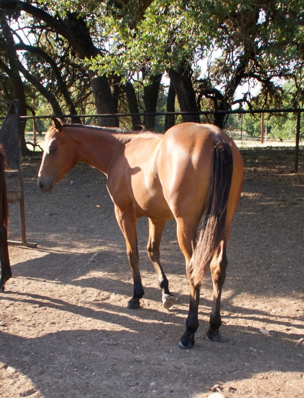 L.A. Waters Quarter Horses