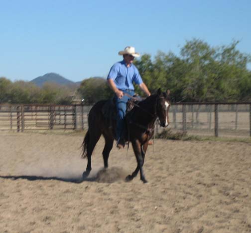 L.A. Waters Quarter Horses