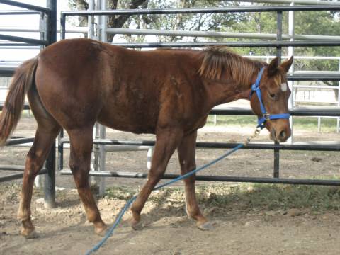 L.A. Waters Quarter Horses