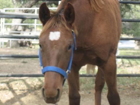 L.A. Waters Quarter Horses