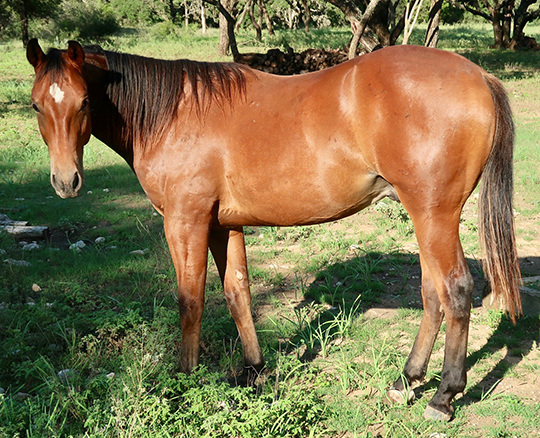 L.A. Waters Quarter Horses