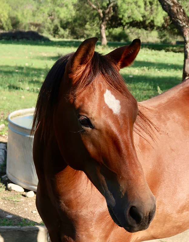 L.A. Waters Quarter Horses