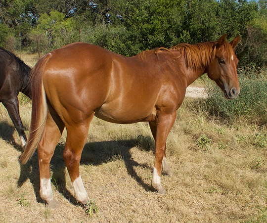 L.A. Waters Quarter Horses