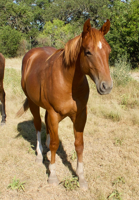 L.A. Waters Quarter Horses