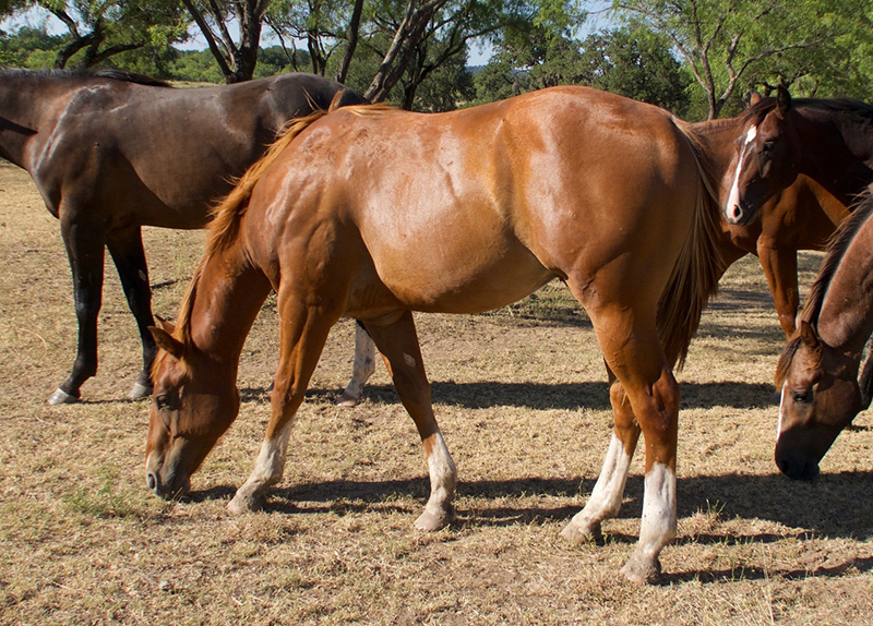 L.A. Waters Quarter Horses