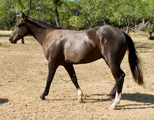 L.A. Waters Quarter Horses