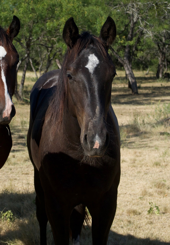 L.A. Waters Quarter Horses