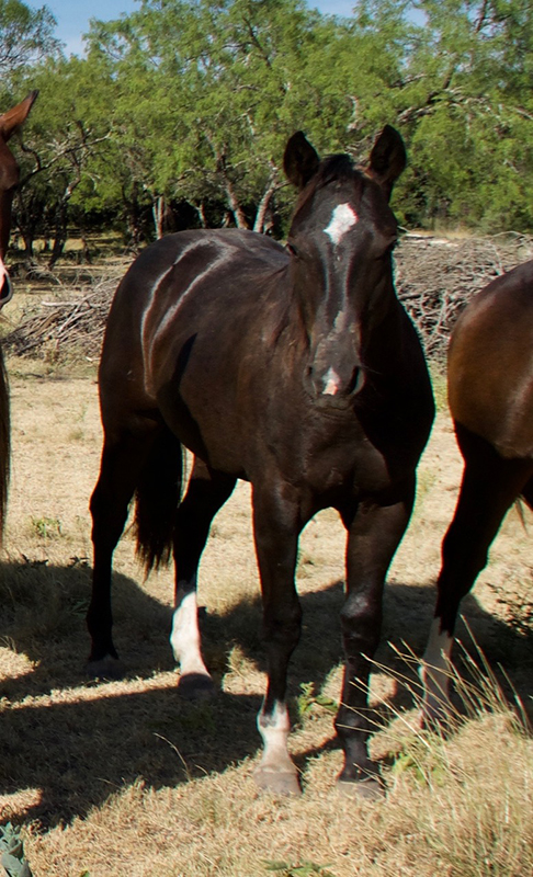 L.A. Waters Quarter Horses