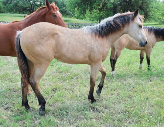 L.A. Waters Quarter Horses