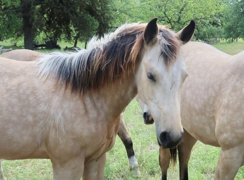 L.A. Waters Quarter Horses