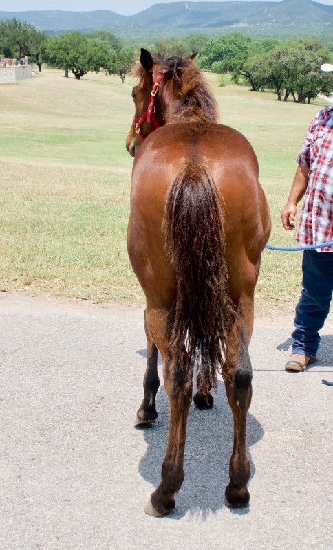 L.A. Waters Quarter Horses