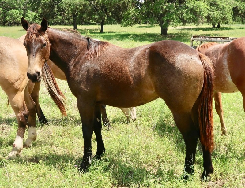 L.A. Waters Quarter Horses