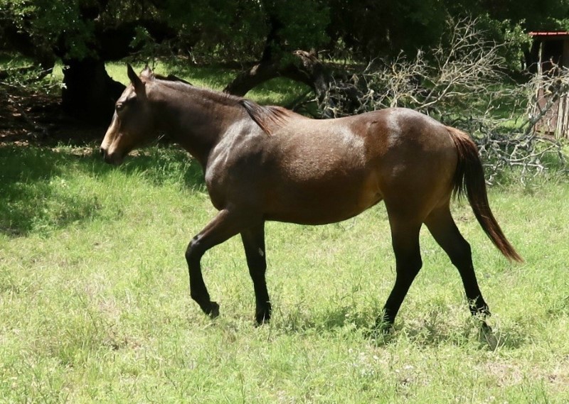 L.A. Waters Quarter Horses