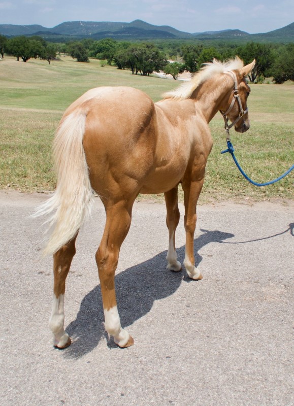 L.A. Waters Quarter Horses