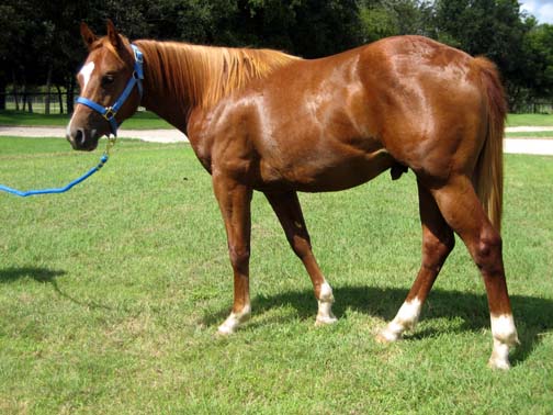 L.A. Waters Quarter Horses