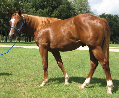 L.A. Waters Quarter Horses