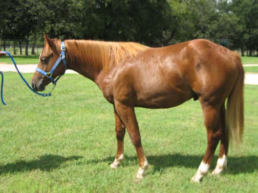 L.A. Waters Quarter Horses