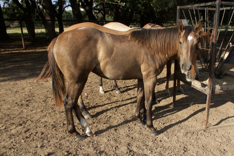 L.A. Waters Quarter Horses