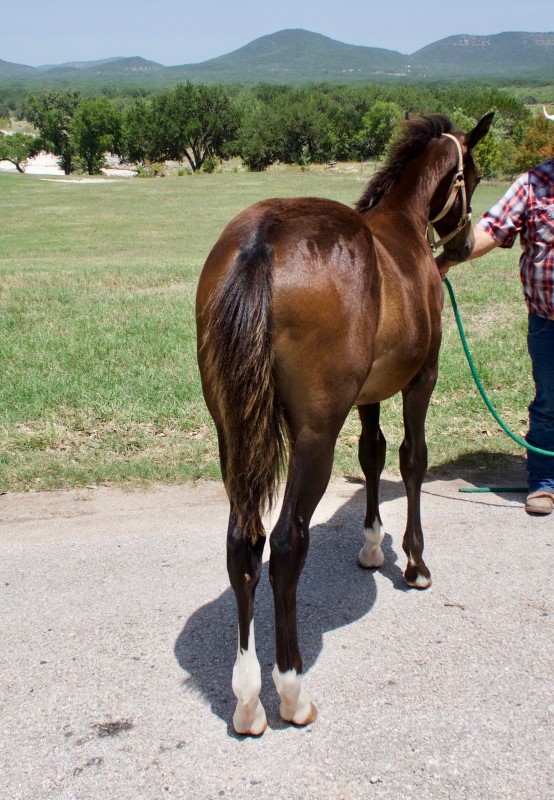 L.A. Waters Quarter Horses