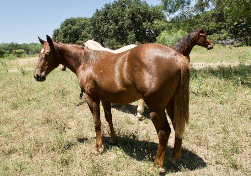 L.A. Waters Quarter Horses