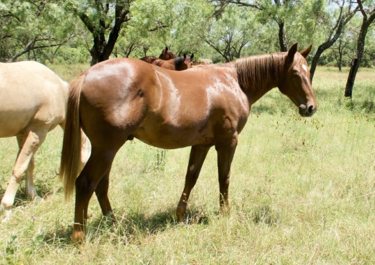 L.A. Waters Quarter Horses