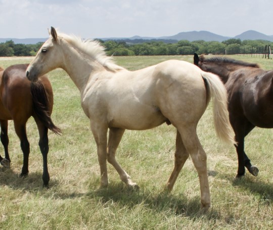 L.A. Waters Quarter Horses