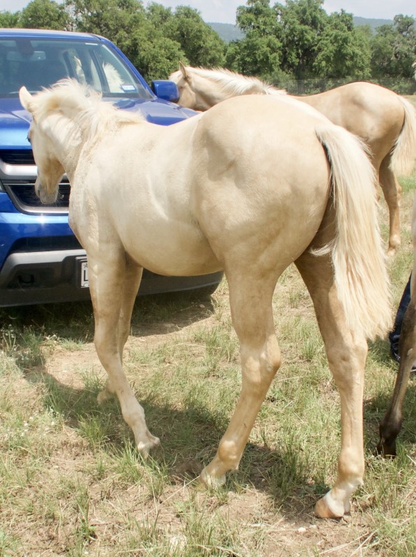 L.A. Waters Quarter Horses