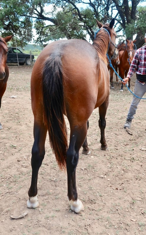 L.A. Waters Quarter Horses