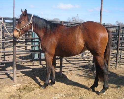 L.A. Waters Quarter Horses