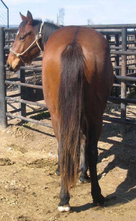 L.A. Waters Quarter Horses