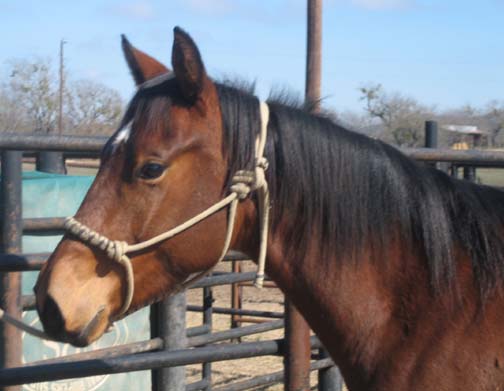 L.A. Waters Quarter Horses