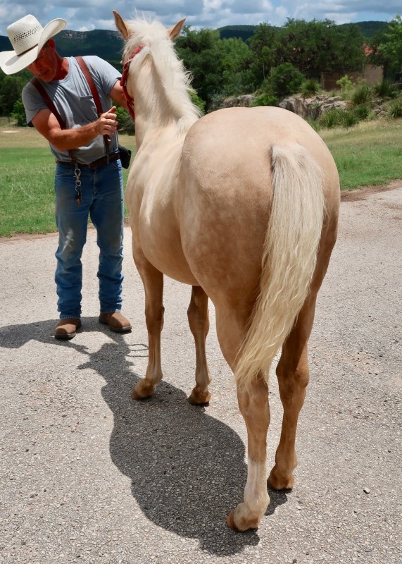 L.A. Waters Quarter Horses