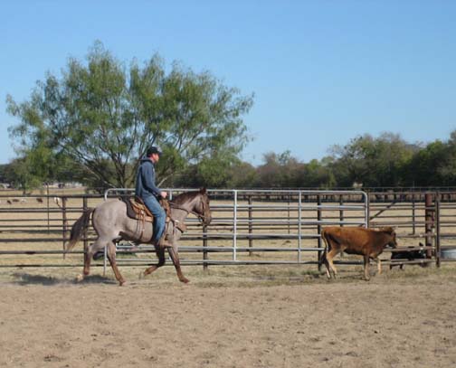 L.A. Waters Quarter Horses