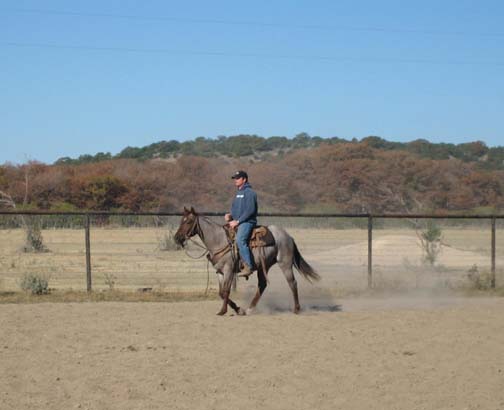 L.A. Waters Quarter Horses