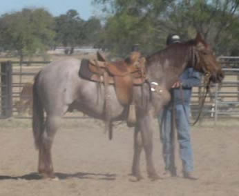 L.A. Waters Quarter Horses