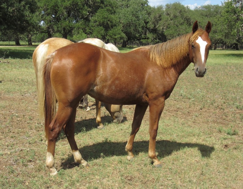 L.A. Waters Quarter Horses