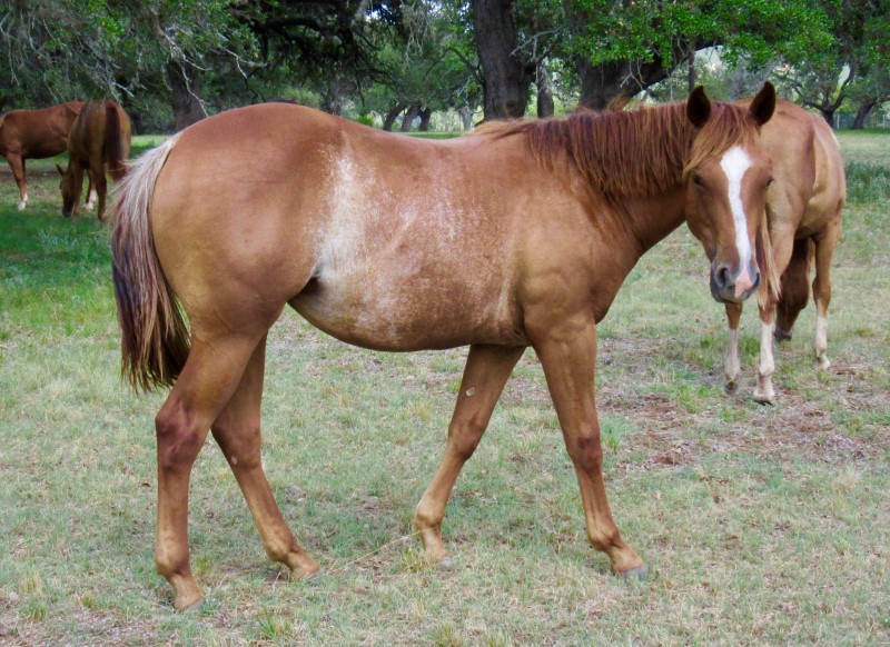 L.A. Waters Quarter Horses