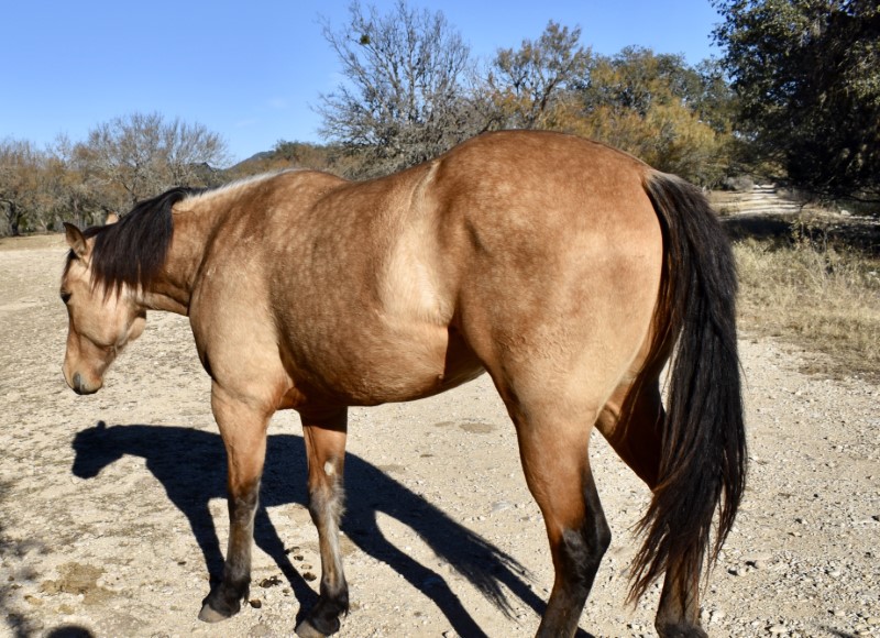 L.A. Waters Quarter Horses