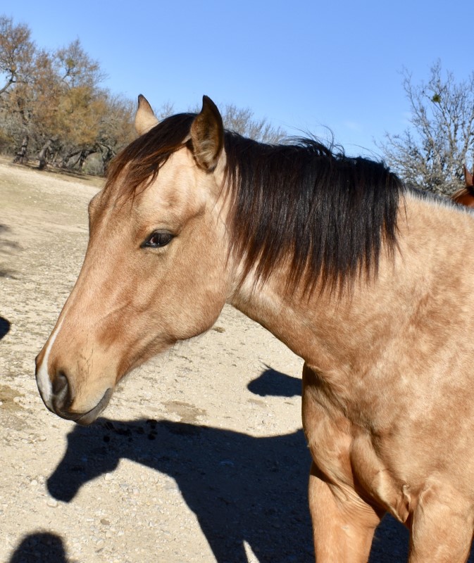 L.A. Waters Quarter Horses