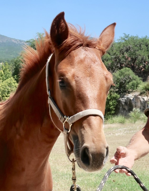 L.A. Waters Quarter Horses