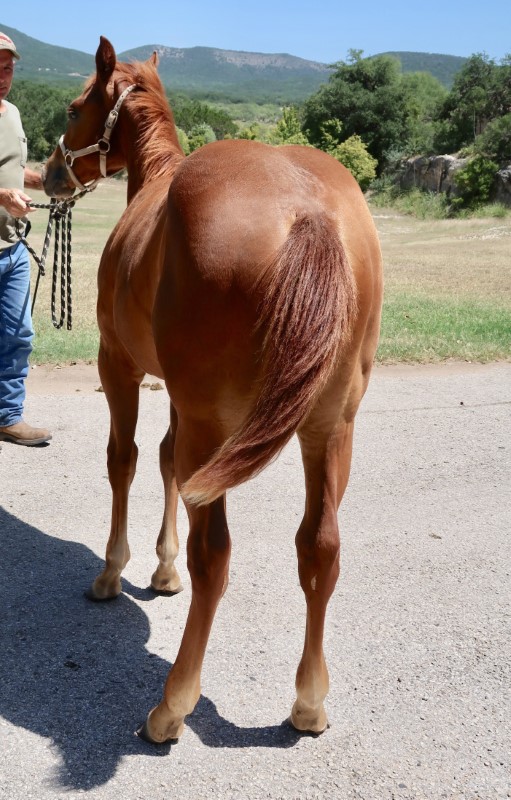 L.A. Waters Quarter Horses