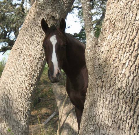 L.A. Waters Quarter Horses