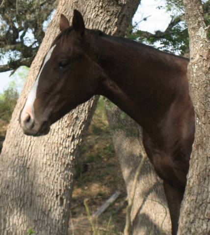 L.A. Waters Quarter Horses