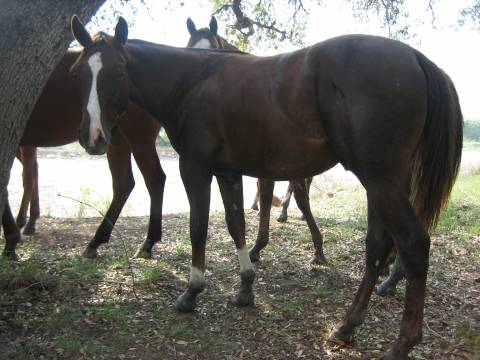 L.A. Waters Quarter Horses