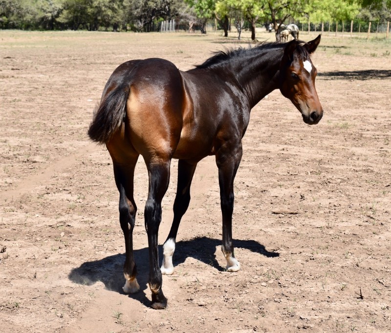 L.A. Waters Quarter Horses