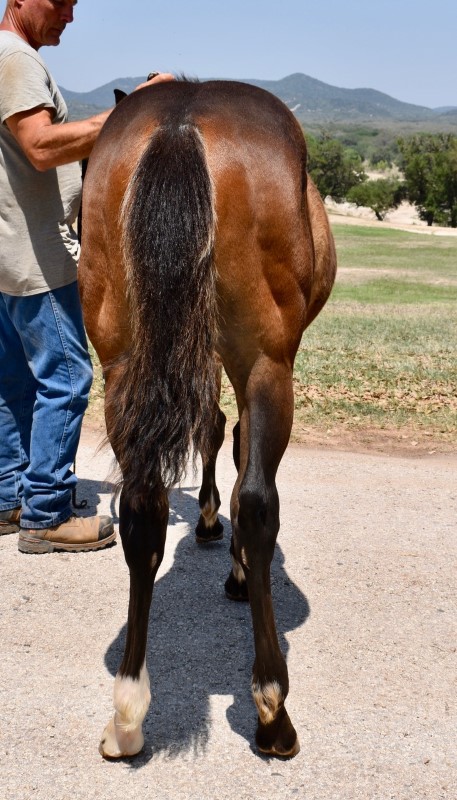 L.A. Waters Quarter Horses